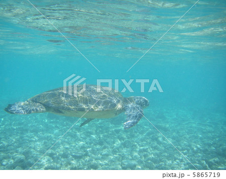 ハワイのオアフ島の浅瀬の海を泳ぐウミガメ 5865719