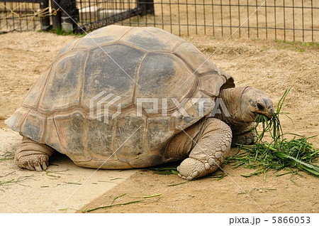 ゾウガメ ゾウガメ 5866053