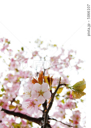 さくら さくら 5866107