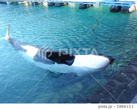 獲物をパクッ 5866151