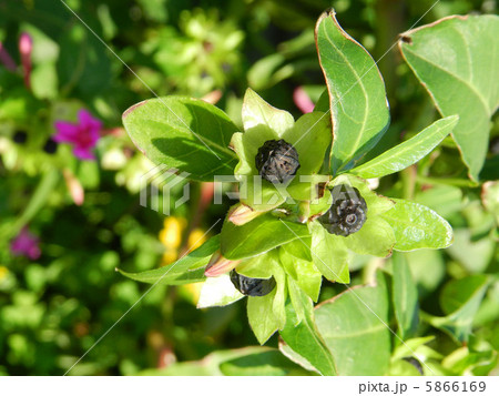 オシロイバナの種 5866169