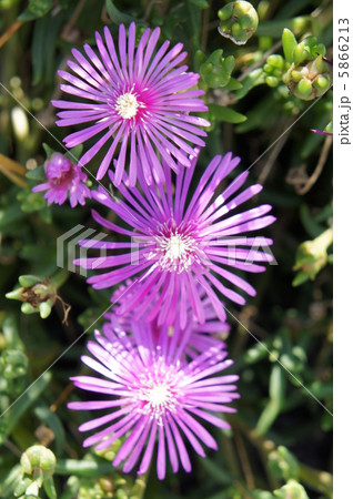 リビングストンデージー 5866213