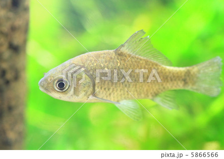 ギンブナ 5866566