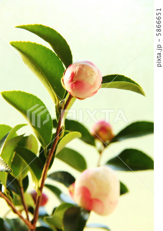 ツバキのつぼみ 5866651
