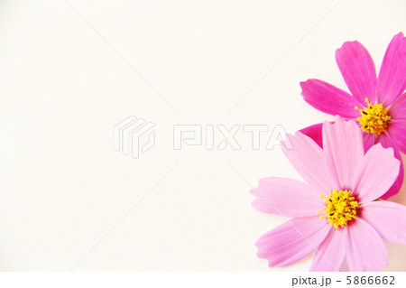 コスモス 5866662
