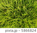 草1 5866824