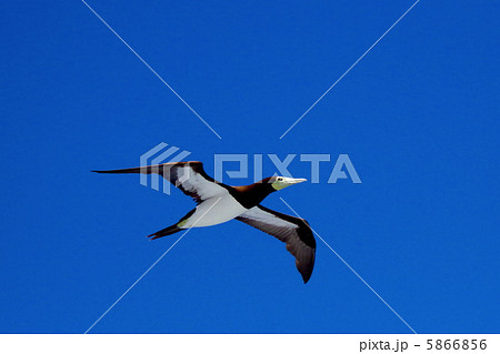 カツオドリ 5866856