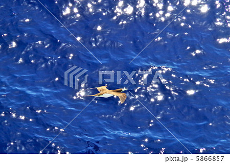カツオドリ 5866857