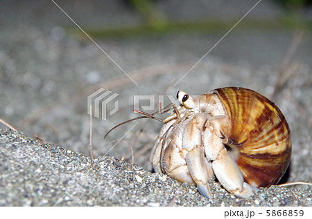 オカヤドカリ 5866859