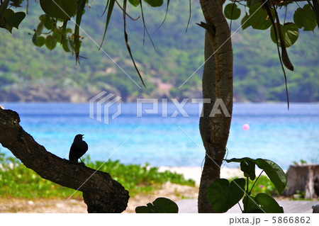 父島、二見湾を望んで… 父島、二見湾を望んで… 5866862