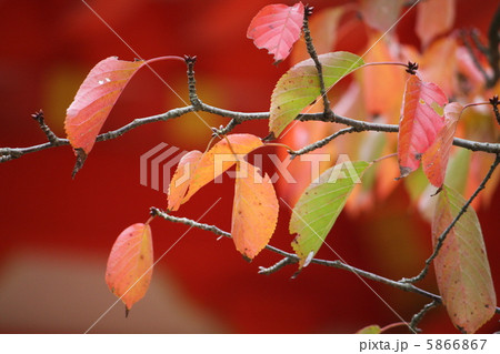 秋色 5866867