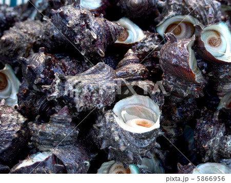 サザエ サザエ 5866956