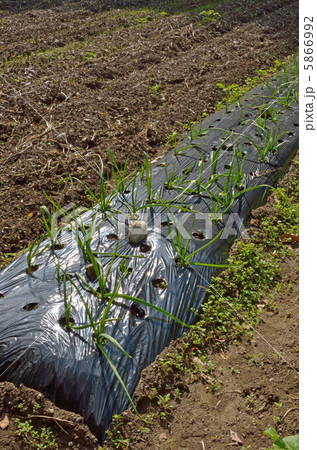 黒マルチ 5866992