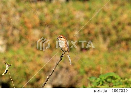 モズ~雌~ モズ~雌~ 5867039