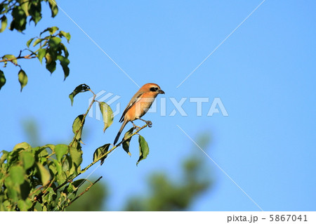 モズ～雄～ 5867041