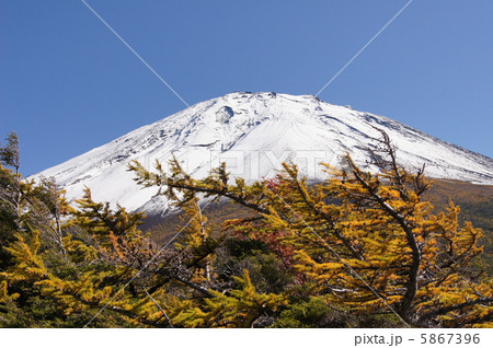 雪化粧 富士山 唐松 雪化粧 富士山 唐松 5867396