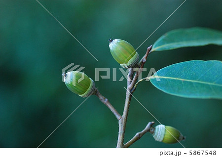 シラカシ 5867548