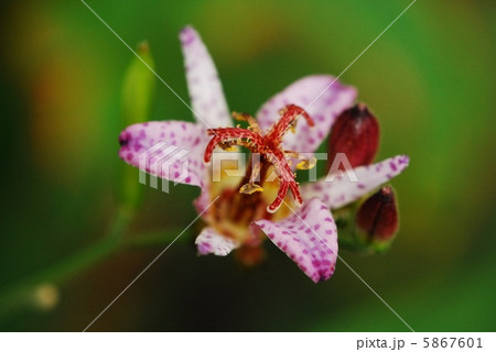 ホトトギス 5867601