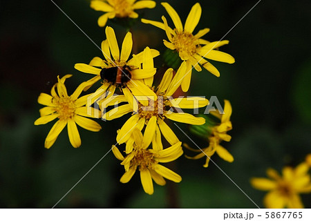 ツワブキ 5867765