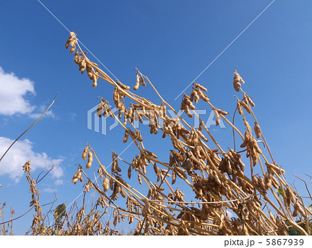 枯れた大豆 5867939