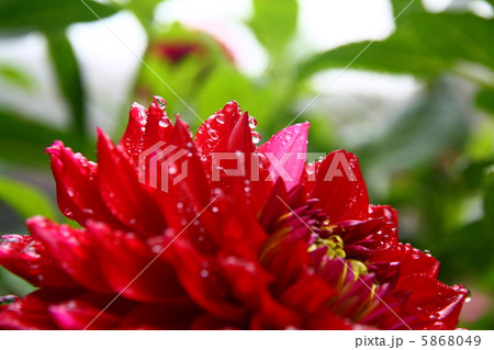 ダリア ダリア 5868049