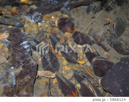 カワシンジュガイ カワシンジュガイ 5868124