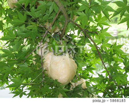 モリアオガエルの産卵 5868185