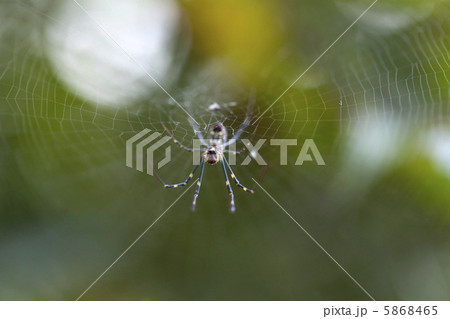 ジョロウグモ 5868465