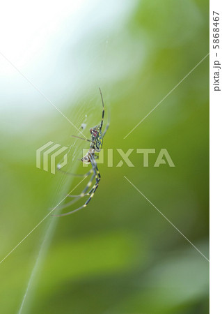 ジョロウグモ 5868467