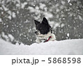 雪と犬 5868598
