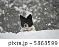 雪と犬 5868599