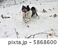 雪と犬 5868600