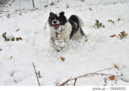 雪と犬 5868600