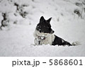 雪と犬 5868601