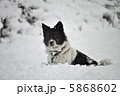雪と犬 5868602