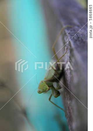 カマキリ 5868665