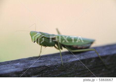 カマキリ 5868667