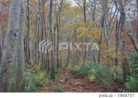 五頭山三ノ峰コースブナ林 5868737