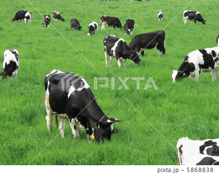 牛の放牧 牛の放牧 5868838