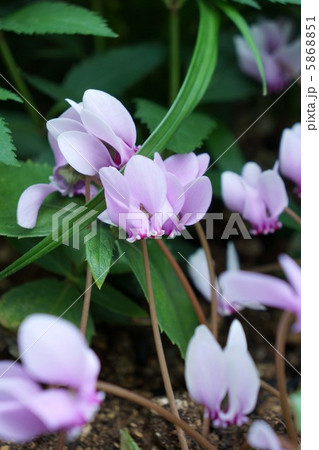 野生のシクラメン 5868851