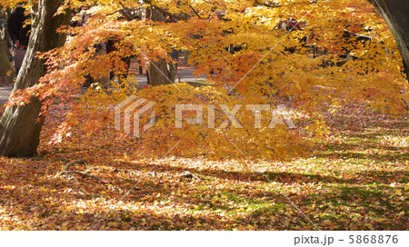 京都東福寺 5868876