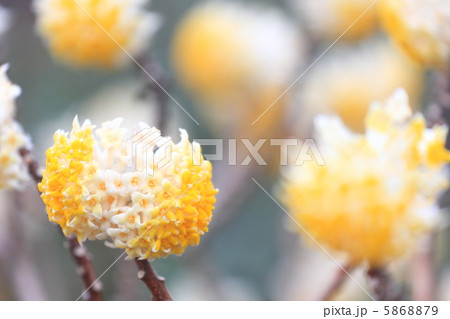 ミツマタ ミツマタ 5868879