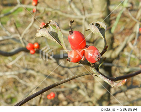 ハナミズキの実 5868894