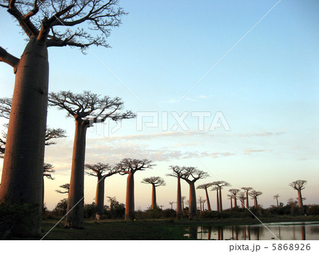 マダガスカルのバオバブ街道 5868926