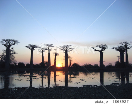 マダガスカルのバオバブ街道 5868927