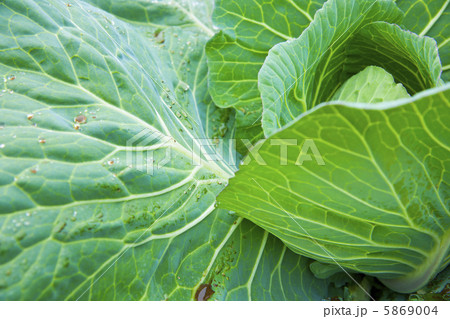農家のキャベツ 5869004