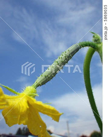 キュウリ キュウリ 5869035