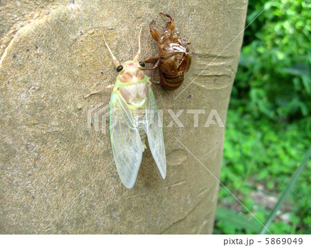 羽化直後のセミ 5869049