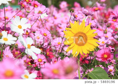 遅咲きのヒマワリ 5869196