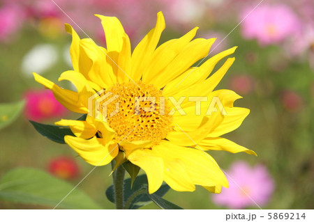 遅咲きのヒマワリ 遅咲きのヒマワリ 5869214